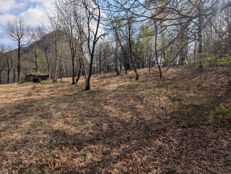 CUASSO AL MONTE, ALPE TEDESCO, TERRENO BOSCHIVO-12