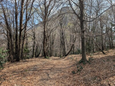 CUASSO AL MONTE, ALPE TEDESCO, TERRENO BOSCHIVO-13