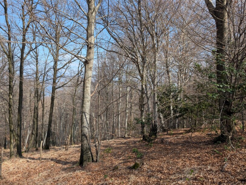 CUASSO AL MONTE, ALPE TEDESCO, TERRENO BOSCHIVO-15