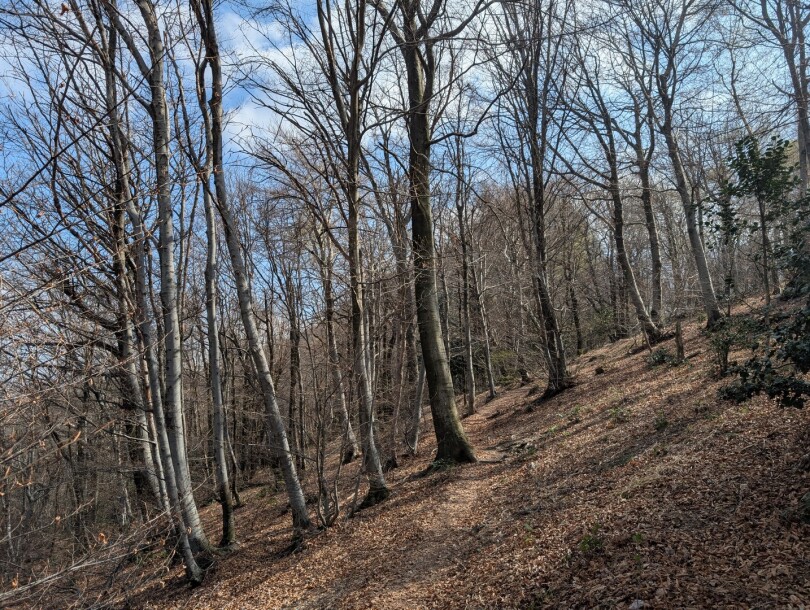 CUASSO AL MONTE, ALPE TEDESCO, TERRENO BOSCHIVO-17