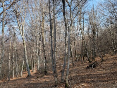 CUASSO AL MONTE, ALPE TEDESCO, TERRENO BOSCHIVO-18