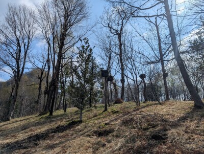 CUASSO AL MONTE, ALPE TEDESCO, TERRENO BOSCHIVO-19