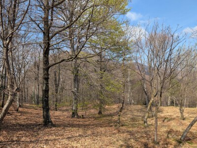 CUASSO AL MONTE, ALPE TEDESCO, TERRENO BOSCHIVO-8